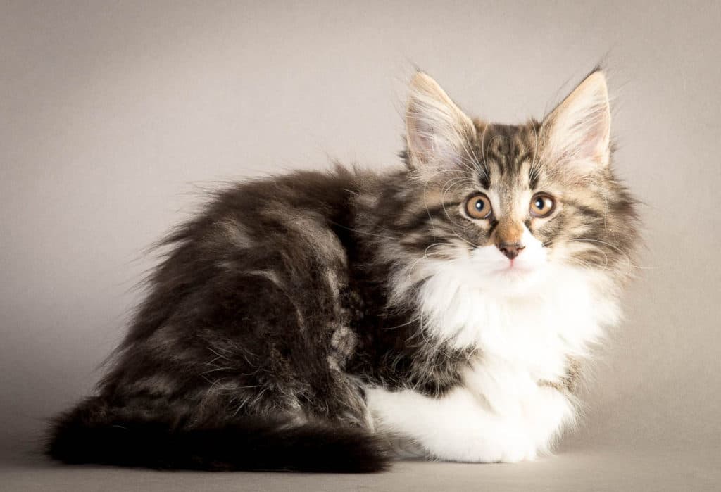 (N)Migoto's Magnhild, NFO n 09 22