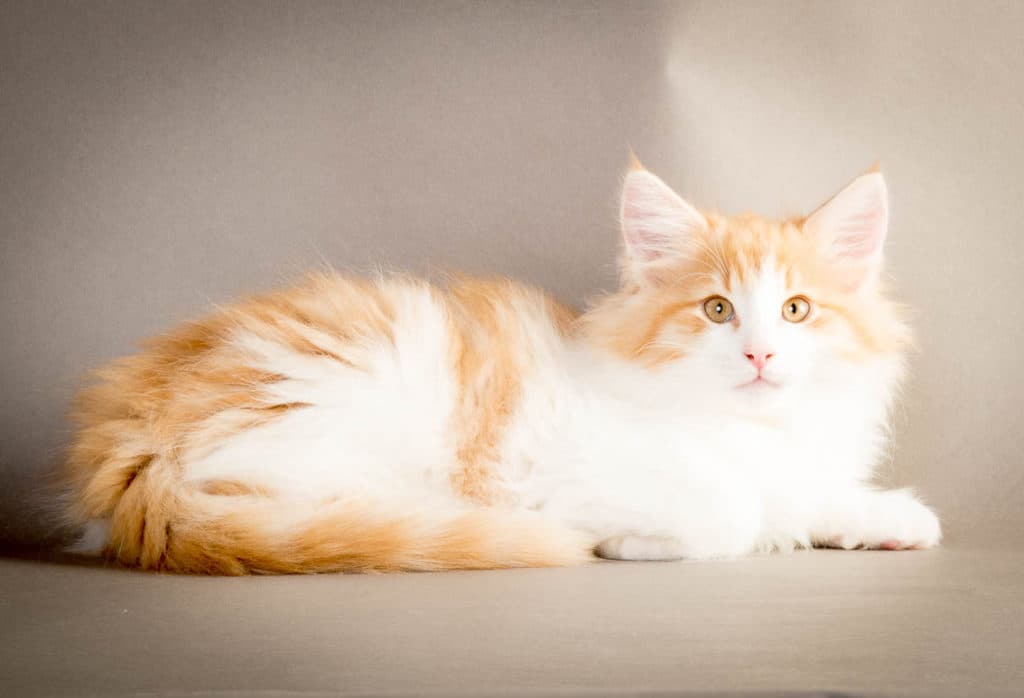 (N)Migoto's Martin, NFO d 09 22