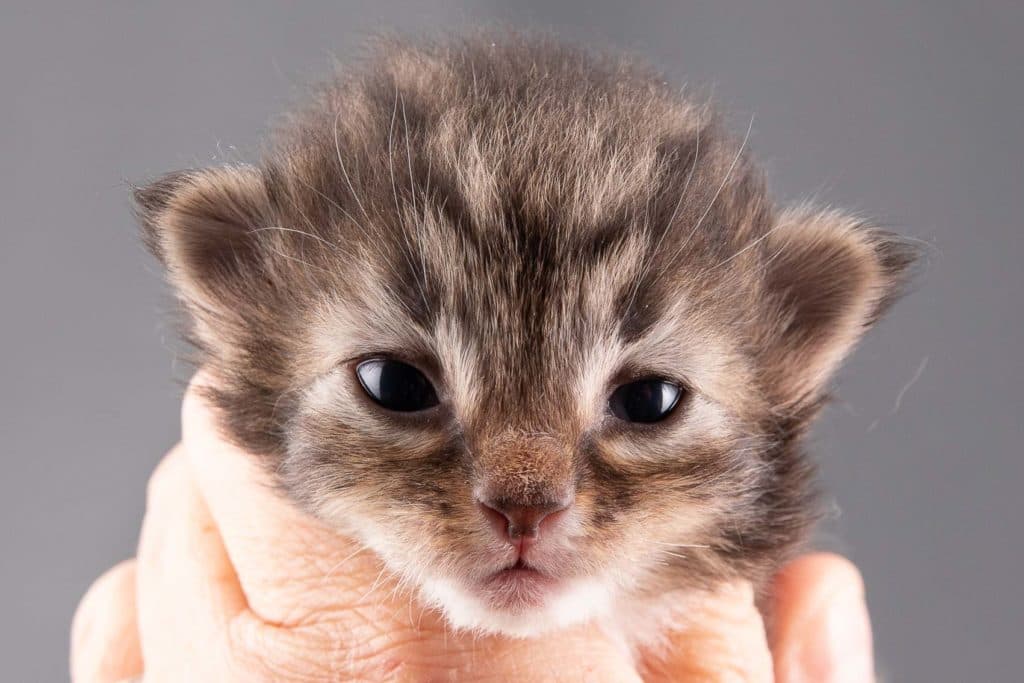 (N)Migoto's Ganni, NFO n 09 22