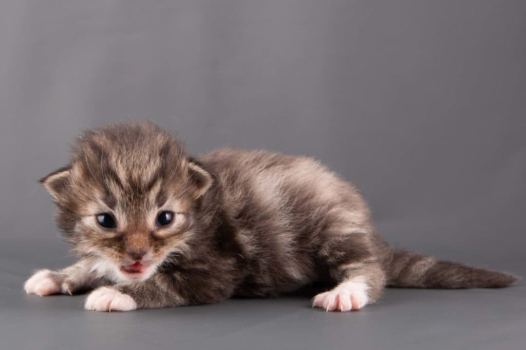 (N)Migoto's Ganni, NFO n 09 22