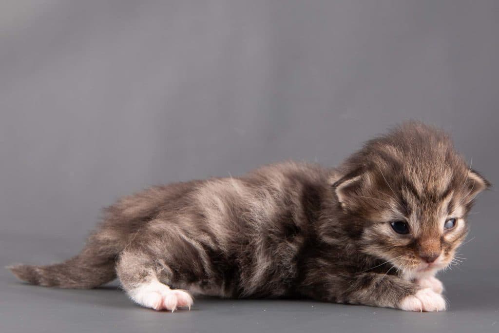 (N)Migoto's Ganni, NFO n 09 22