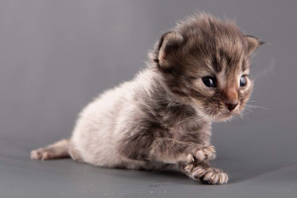 (N)Migoto's Grym, NFO n 22 (Grym was born with frosted coat)