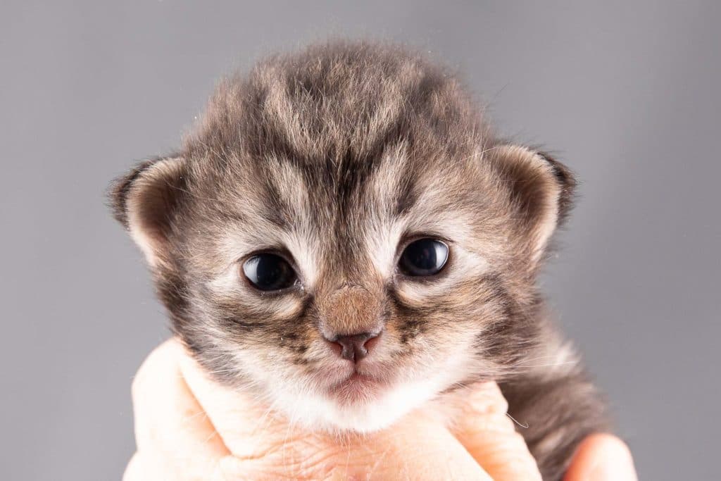 (N)Migoto's Ginni, NFO n/f 22