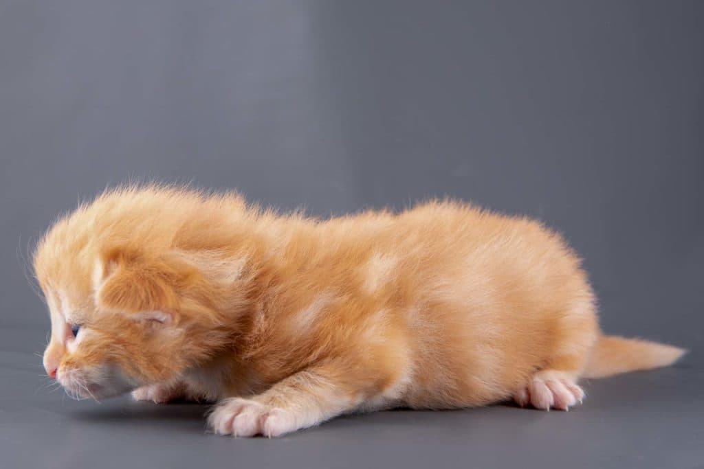 (N)Migoto's Gnist, NFO d (09) 22