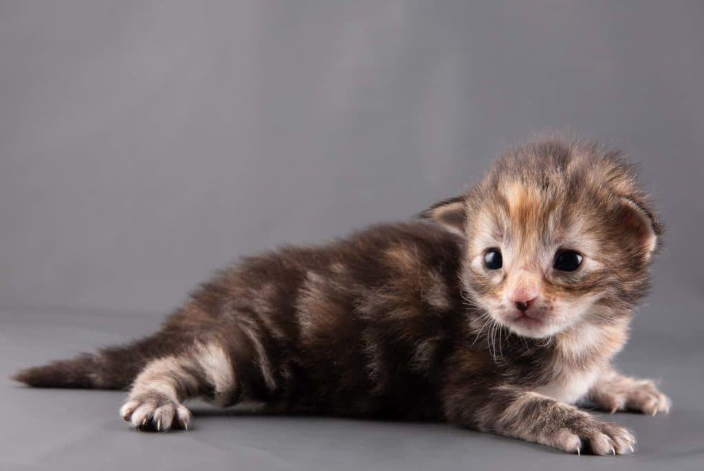 (N)Migoto's Glede, NFO f 22