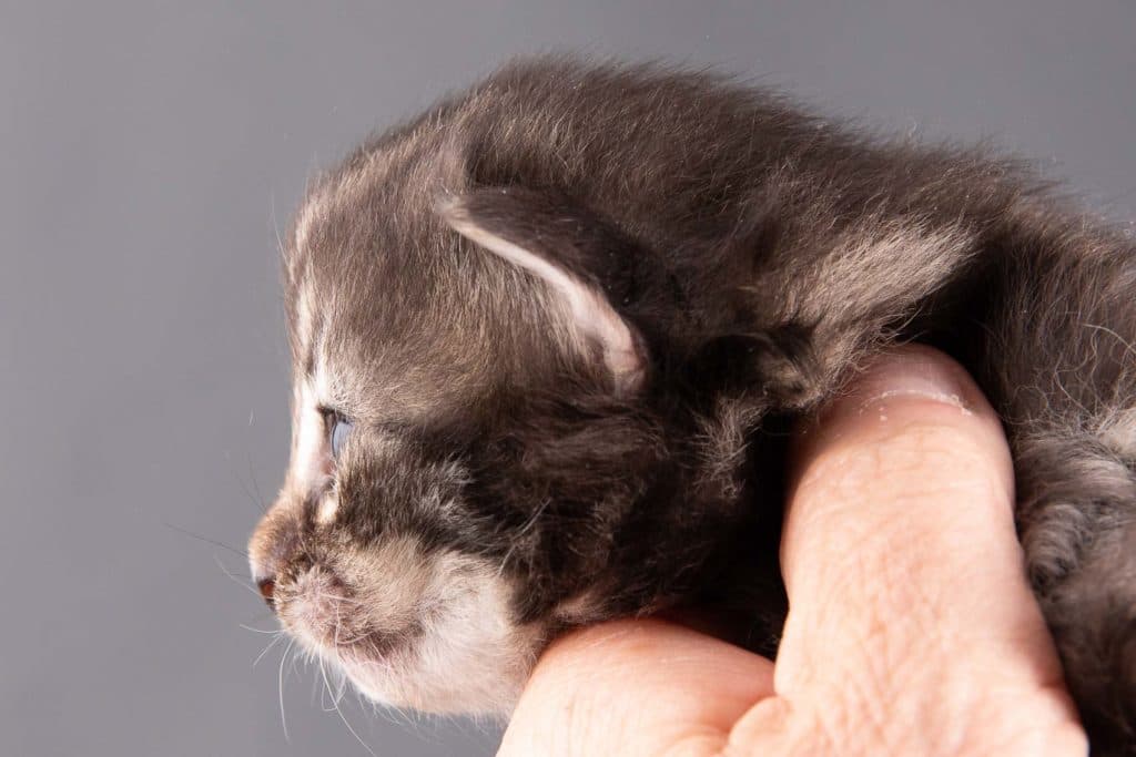 (N)Migoto's Gregers, NFO n 22