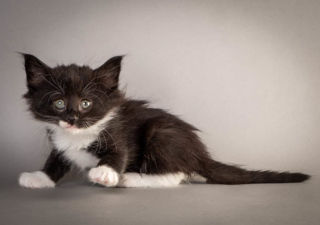 (N)Migoto's Fiola, NFO n 09