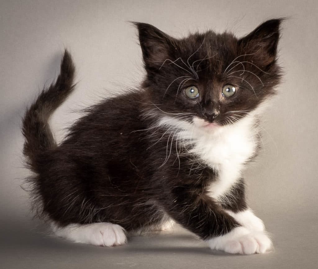 (N)Migoto's Fiola, NFO n 09