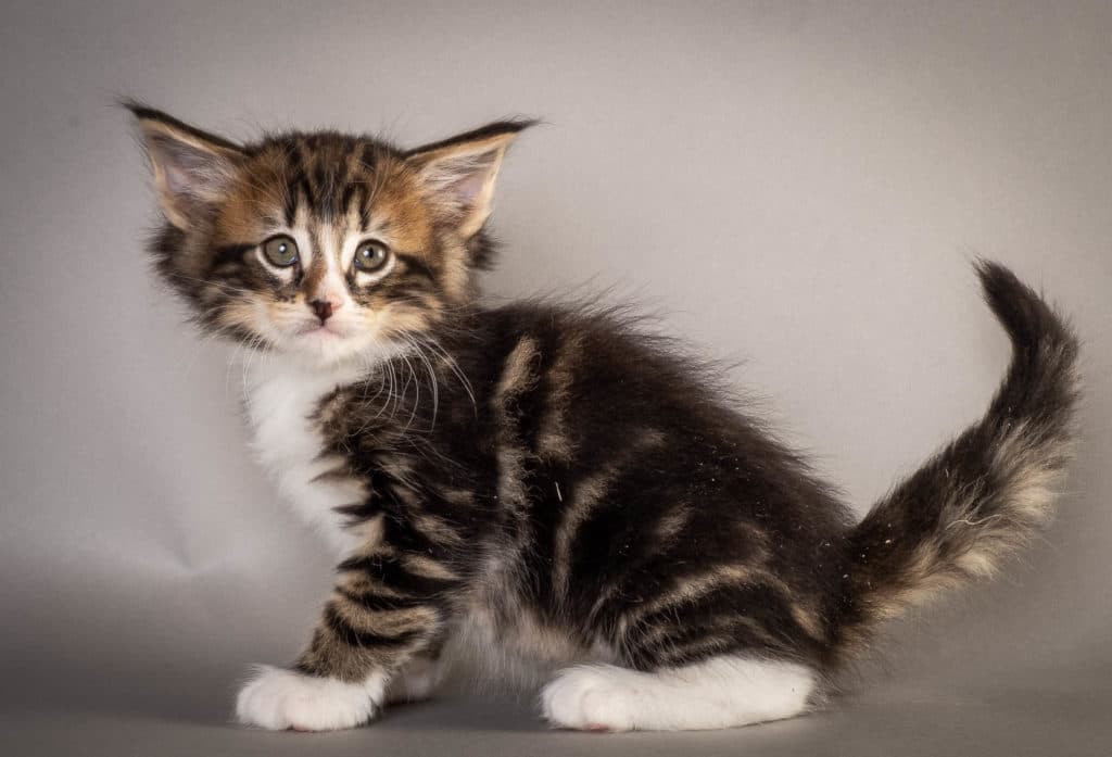 (N)Migoto's Fatima, NFO n 09 22