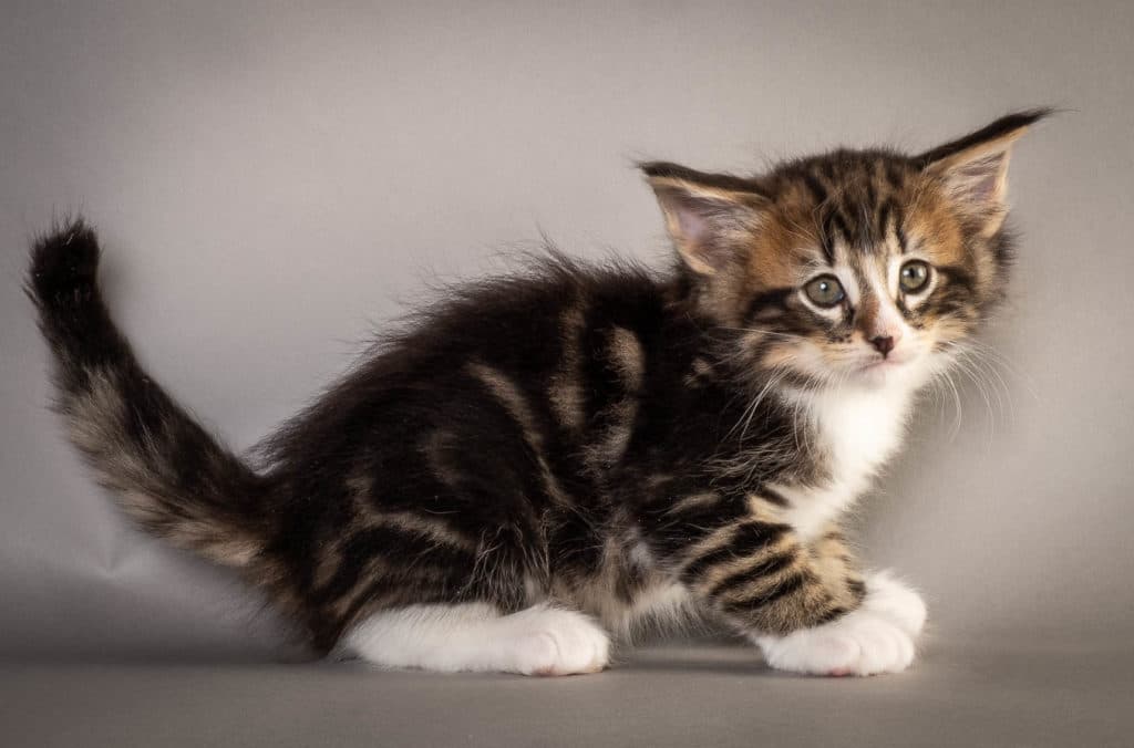 (N)Migoto's Fatima, NFO n 09 22