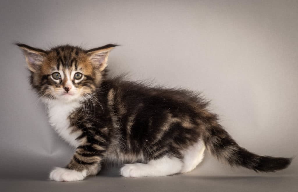 (N)Migoto's Fatima, NFO n 09 22