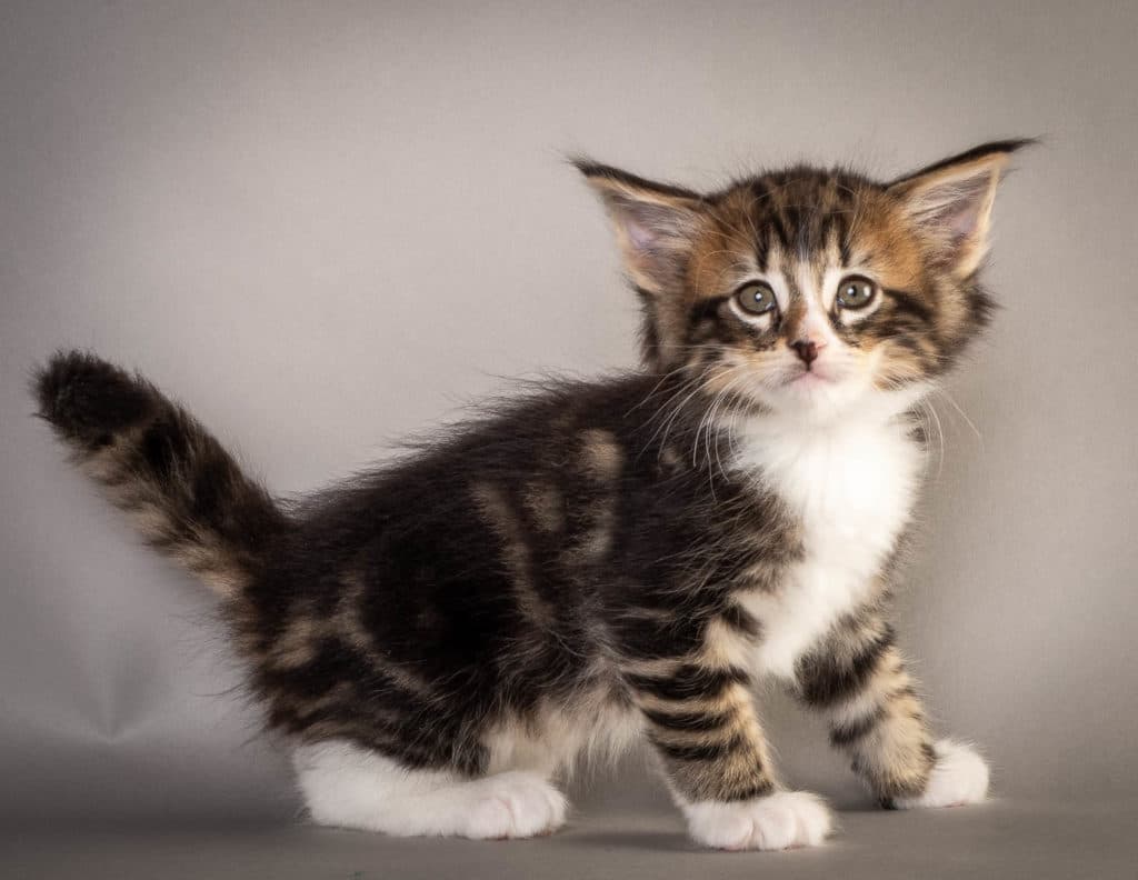 (N)Migoto's Fatima, NFO n 09 22