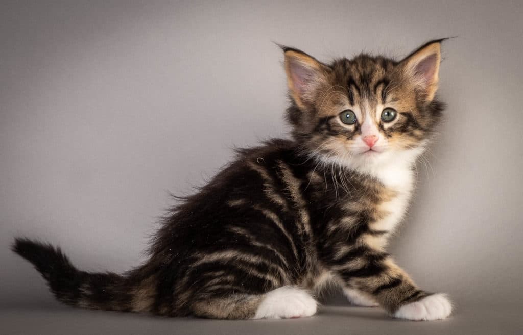 (N)Migoto's Francis, NFO n 09 22