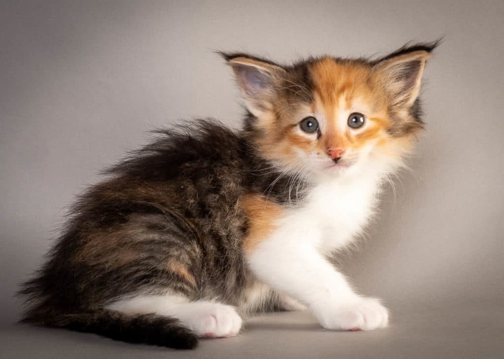 (N)Migoto's Fransesca, NFO f 09 ??