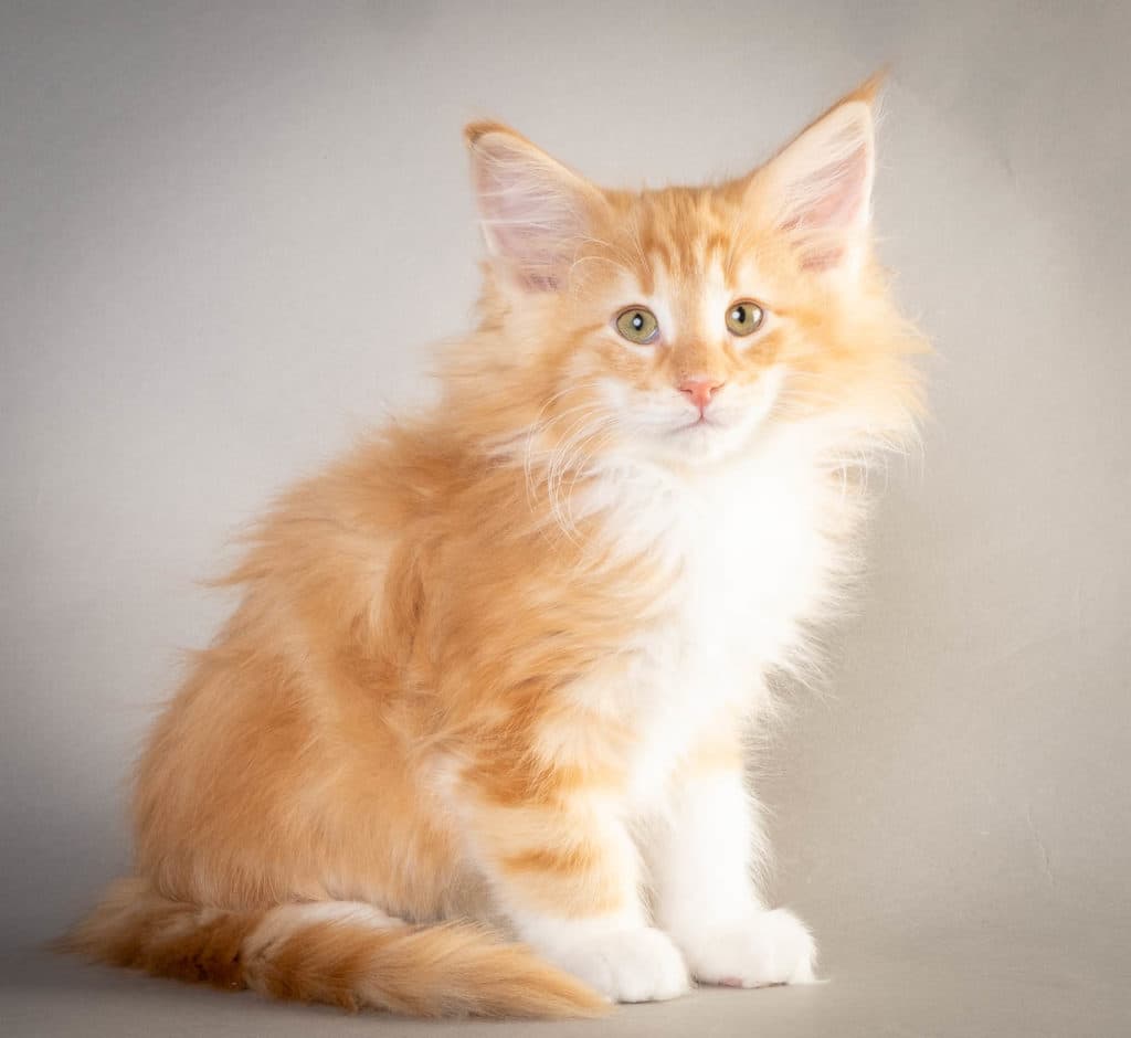 (N)Migoto's Frank, NFO d 09 22