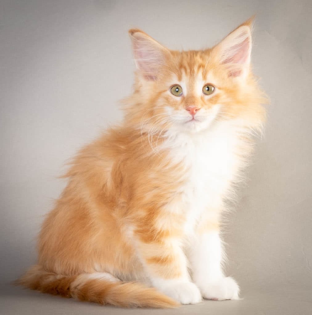 (N)Migoto's Frank, NFO d 09 22