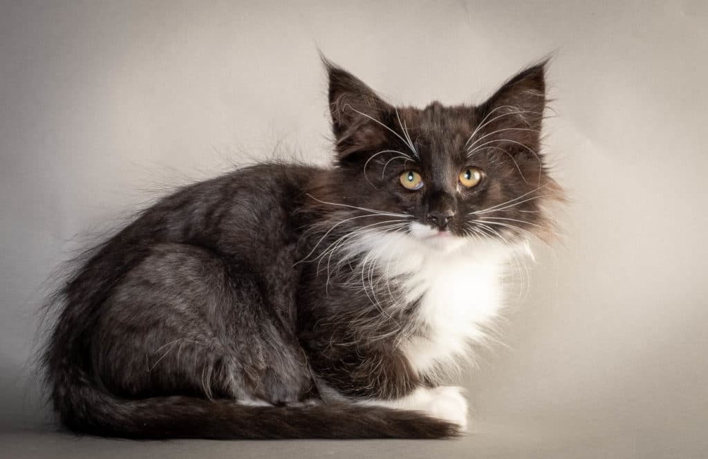 (N)Migoto's Fiola, NFO n 09