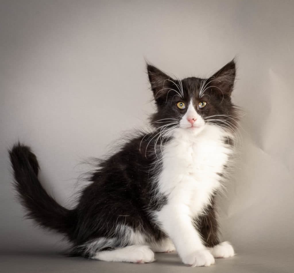 (N)Migoto's Felicia, NFO n 09