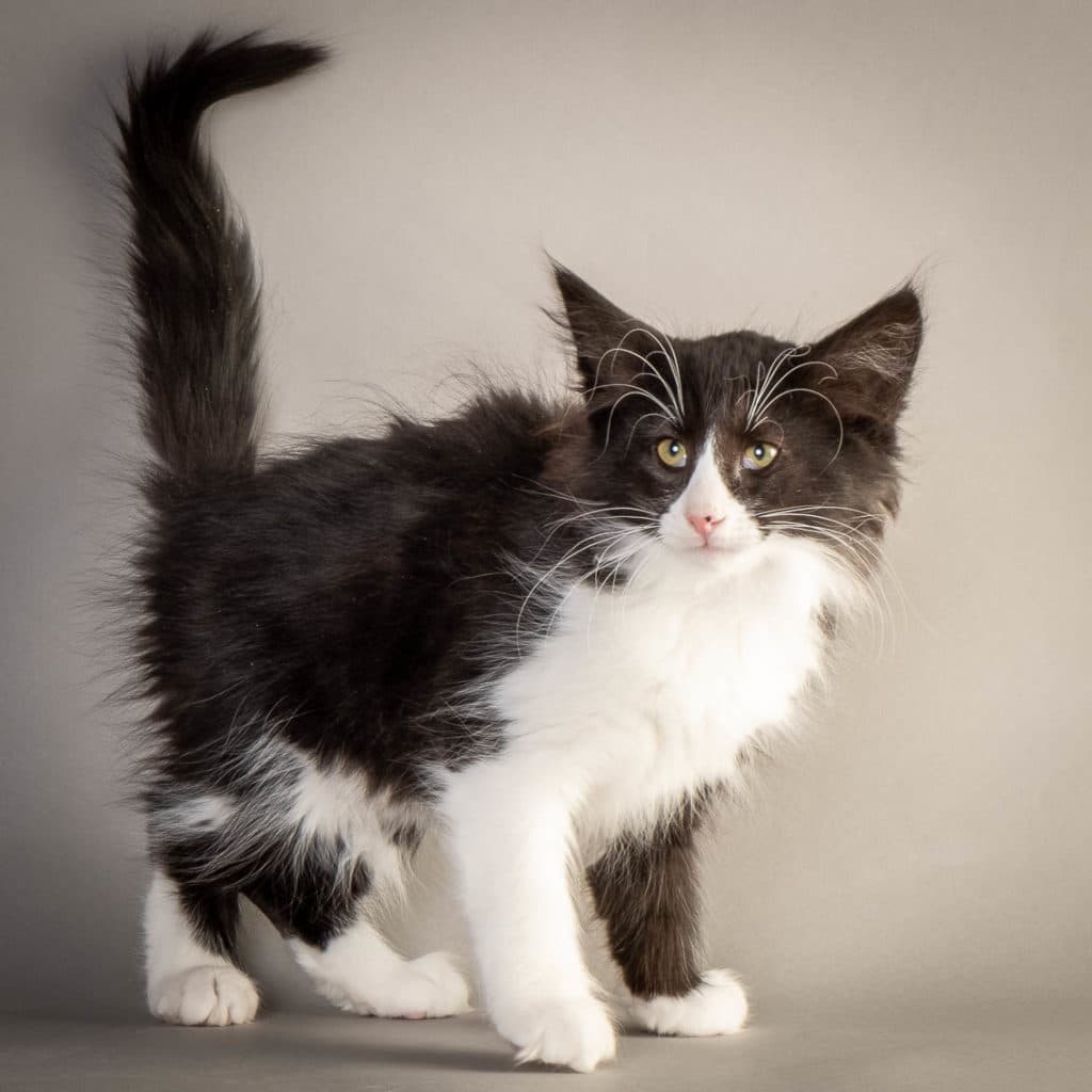 (N)Migoto's Felicia, NFO n 09