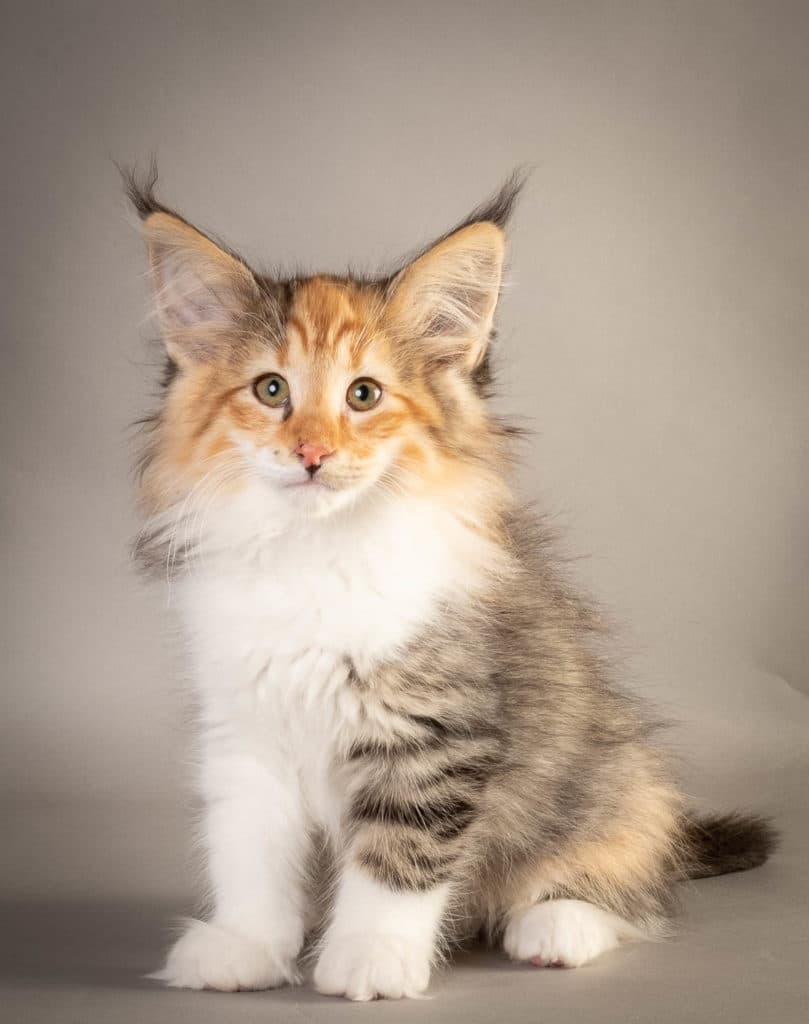 (N)Migoto's Fransesca, NFO f 09 ??