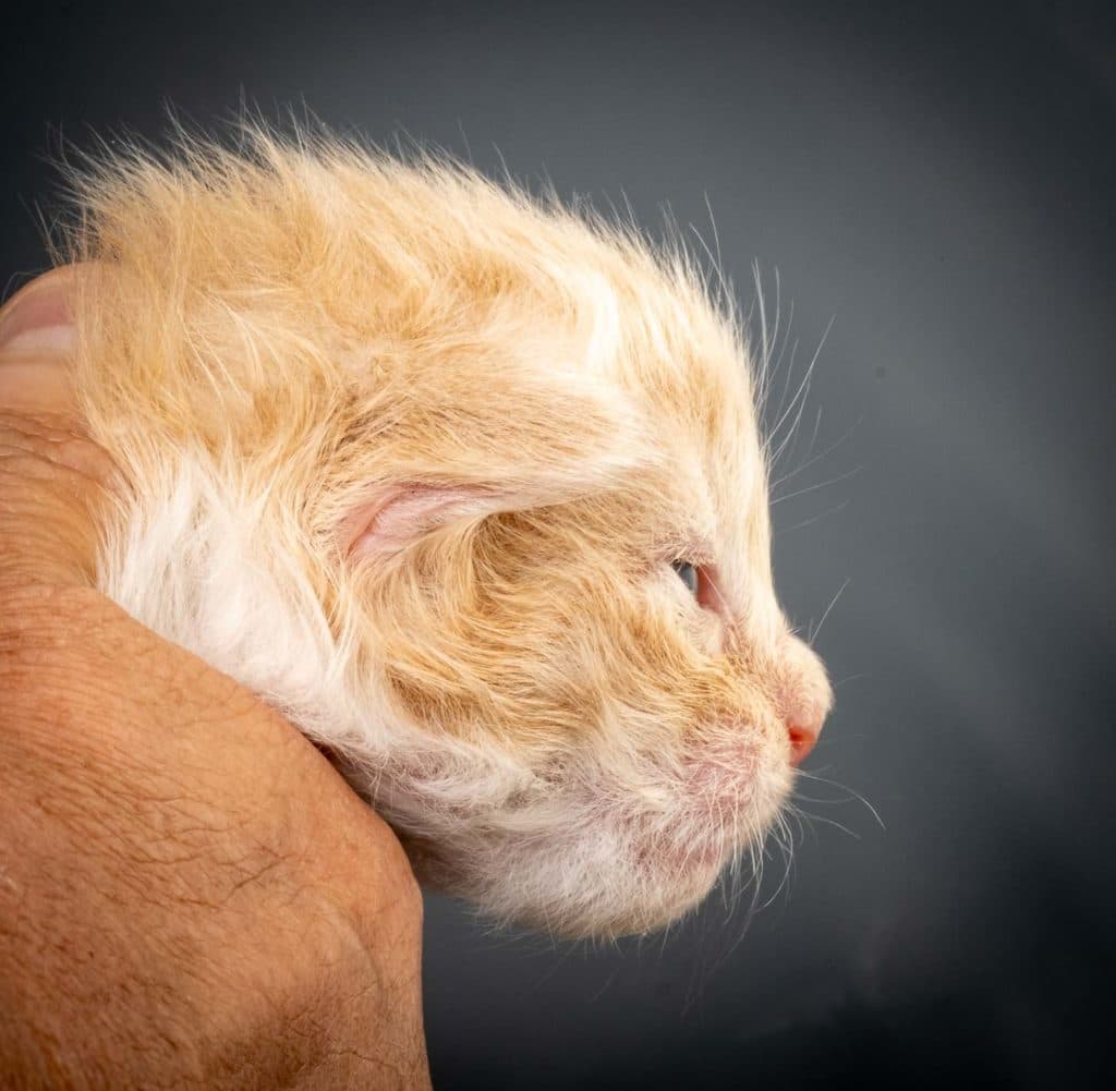 (N)Migoto's Lavrans, NFO e 09 ??