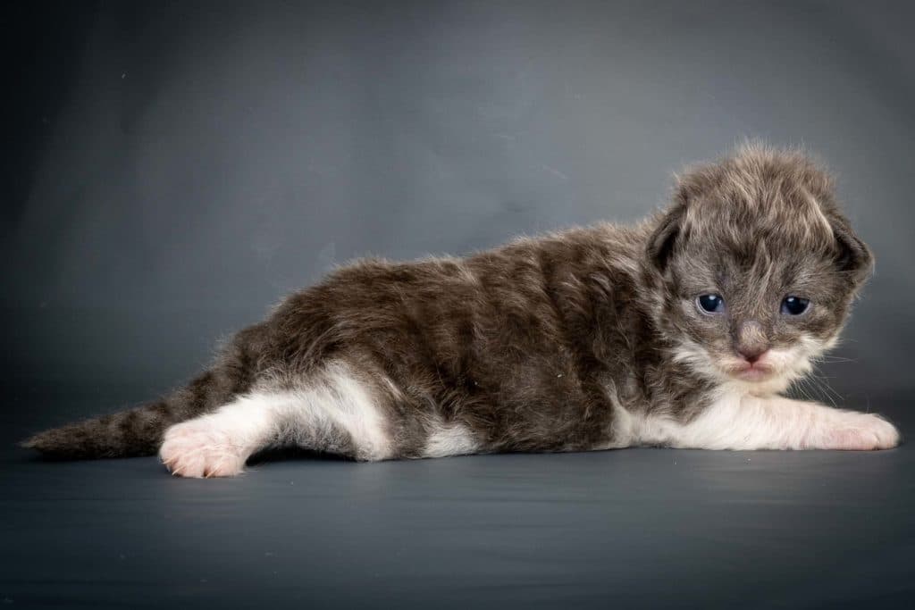 (N)Migoto's Lukas, NFO a 09