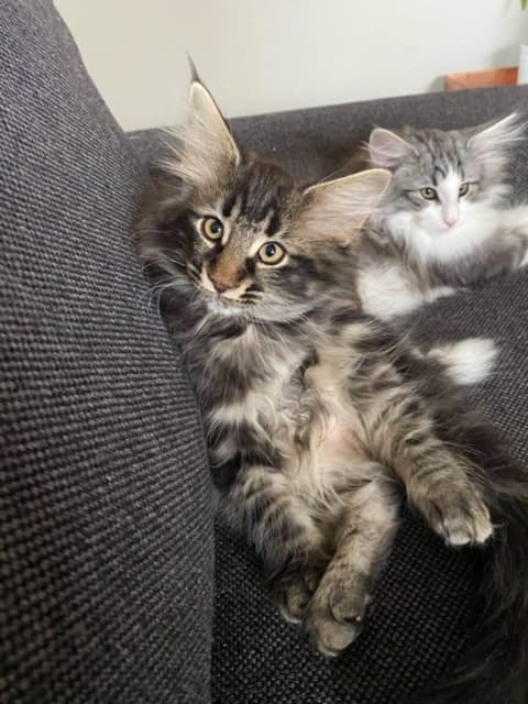 SE*Noraskogas Ebbe Ebert picture