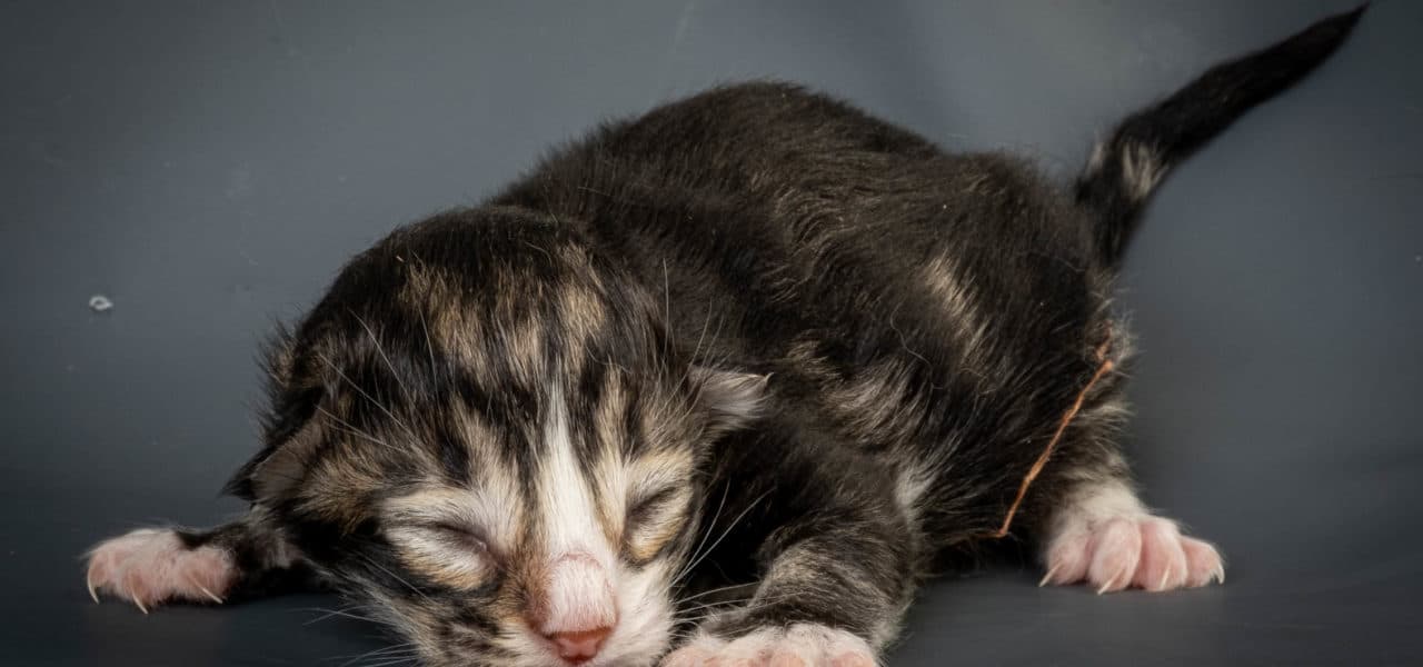 Sunset in the mountains