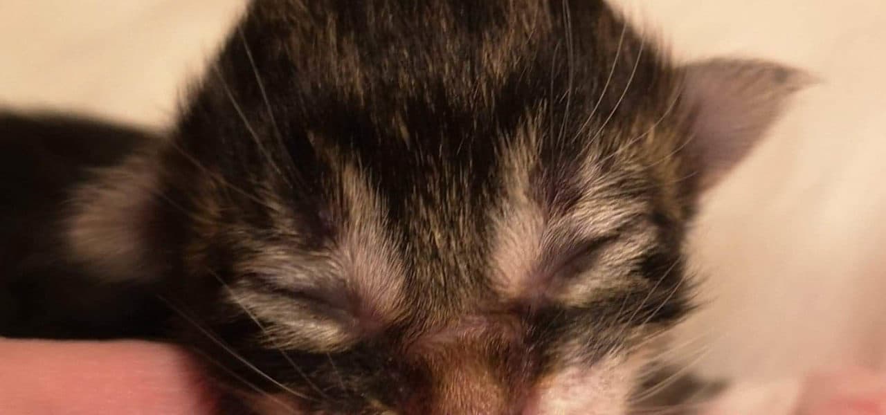 Sunset in the mountains