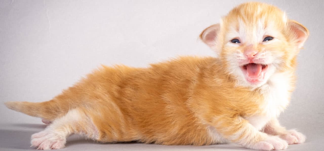 Sunset in the mountains