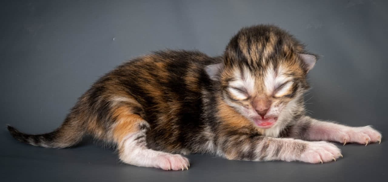 Sunset in the mountains