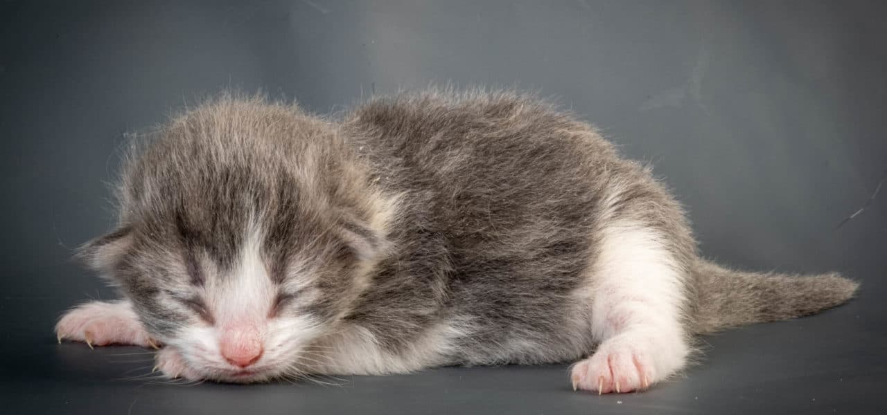 Sunset in the mountains