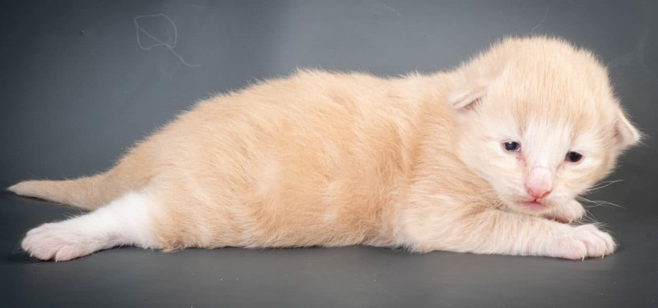 Sunset in the mountains